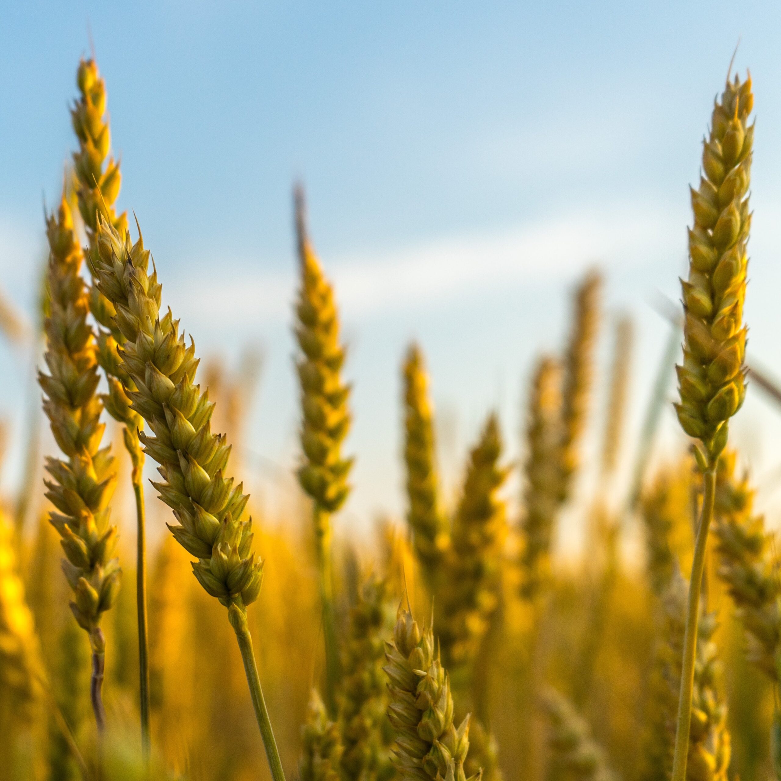 Rising Global Food Demand: An Introduction