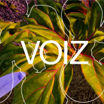 Internship at Voiz