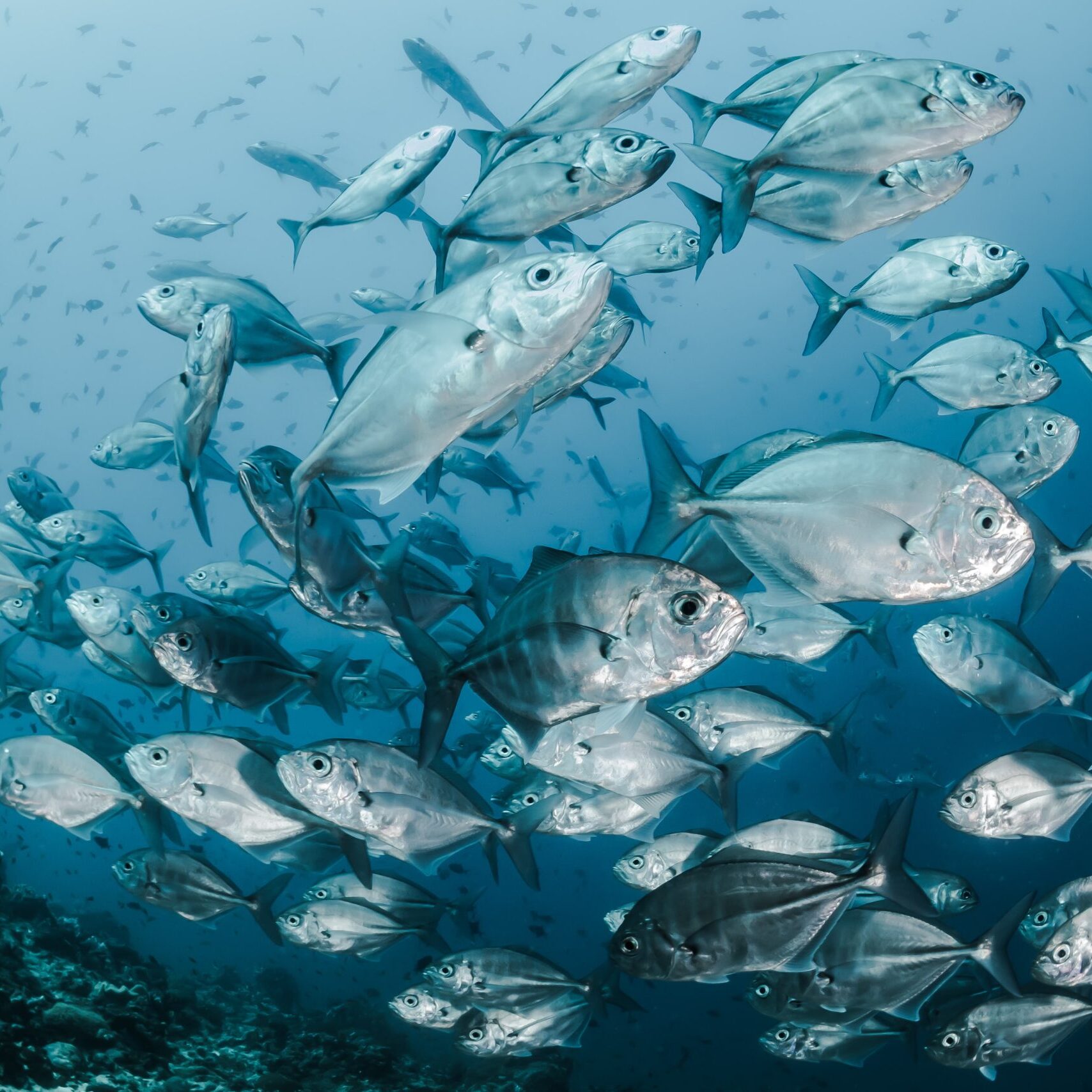 What Is The Marine Stewardship Council?