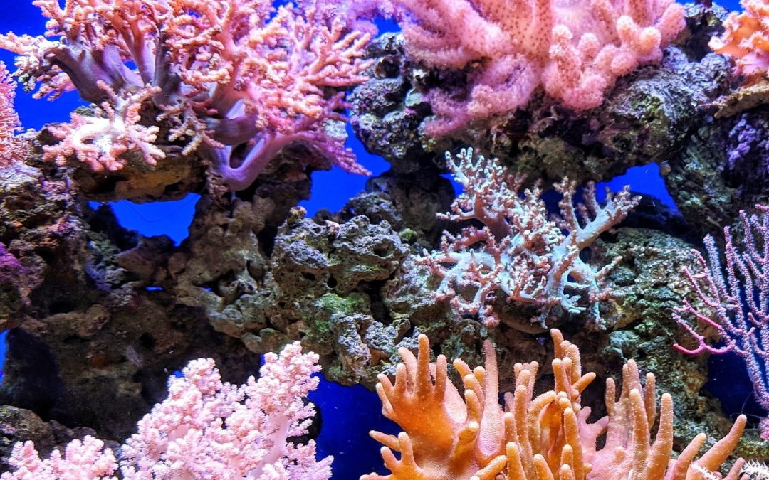 Coral Reefs And Climate Change
