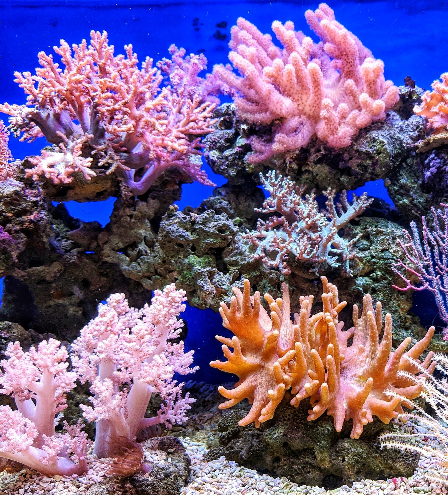 What Is The Role Of Coral Reefs In Climate Change?