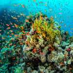 The Importance Of COP15 And The 30×30 Target