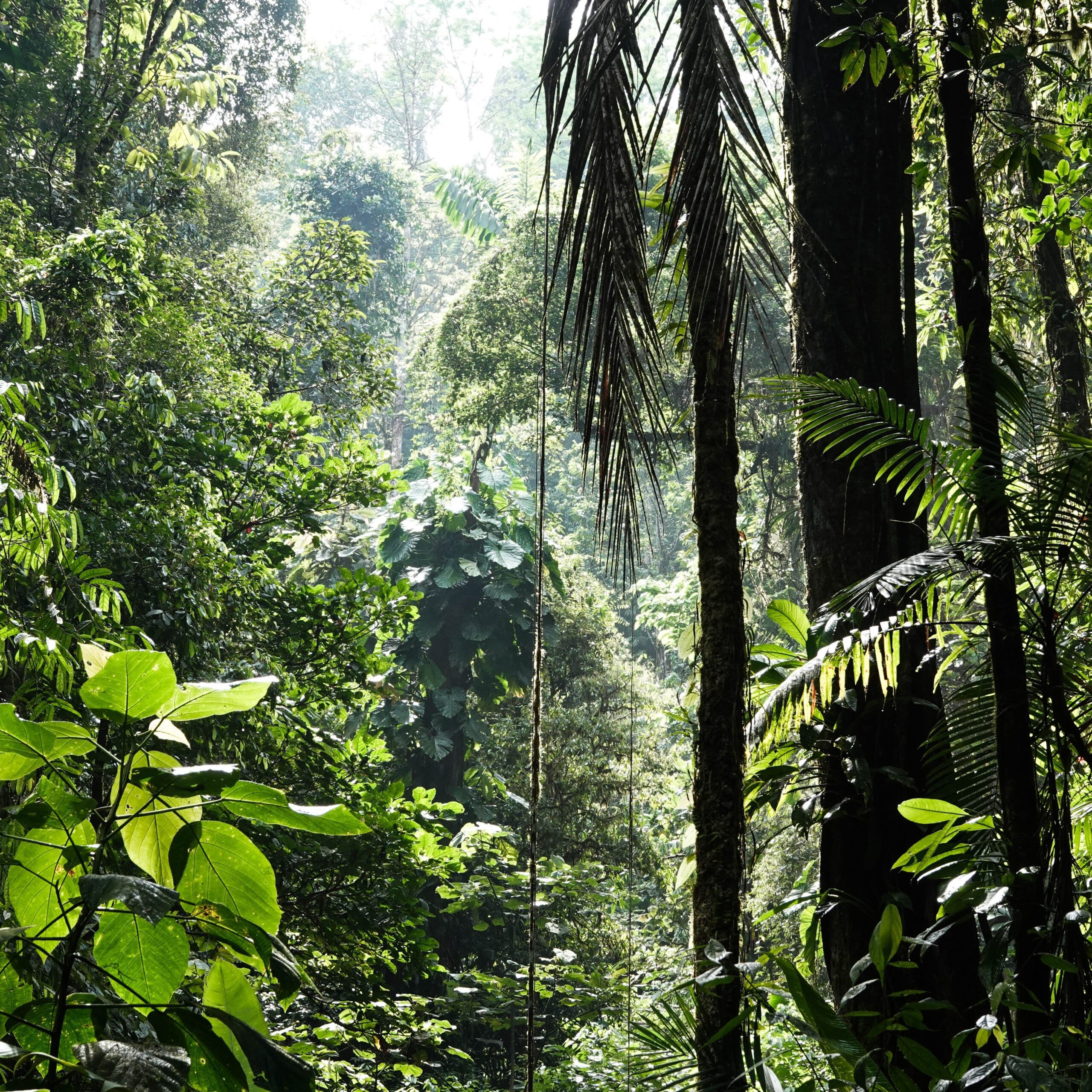 tropical forest role in climate change