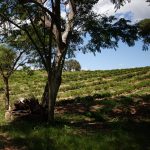 Agroforestry For Biodiversity And Climate Resilience