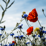 The Power of Participative Preparation – Investigating the Effect on International Organizations’ Policy Ambition and Comprehensiveness in Biodiversity Governance