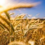 What Is Sustainable Intensification?