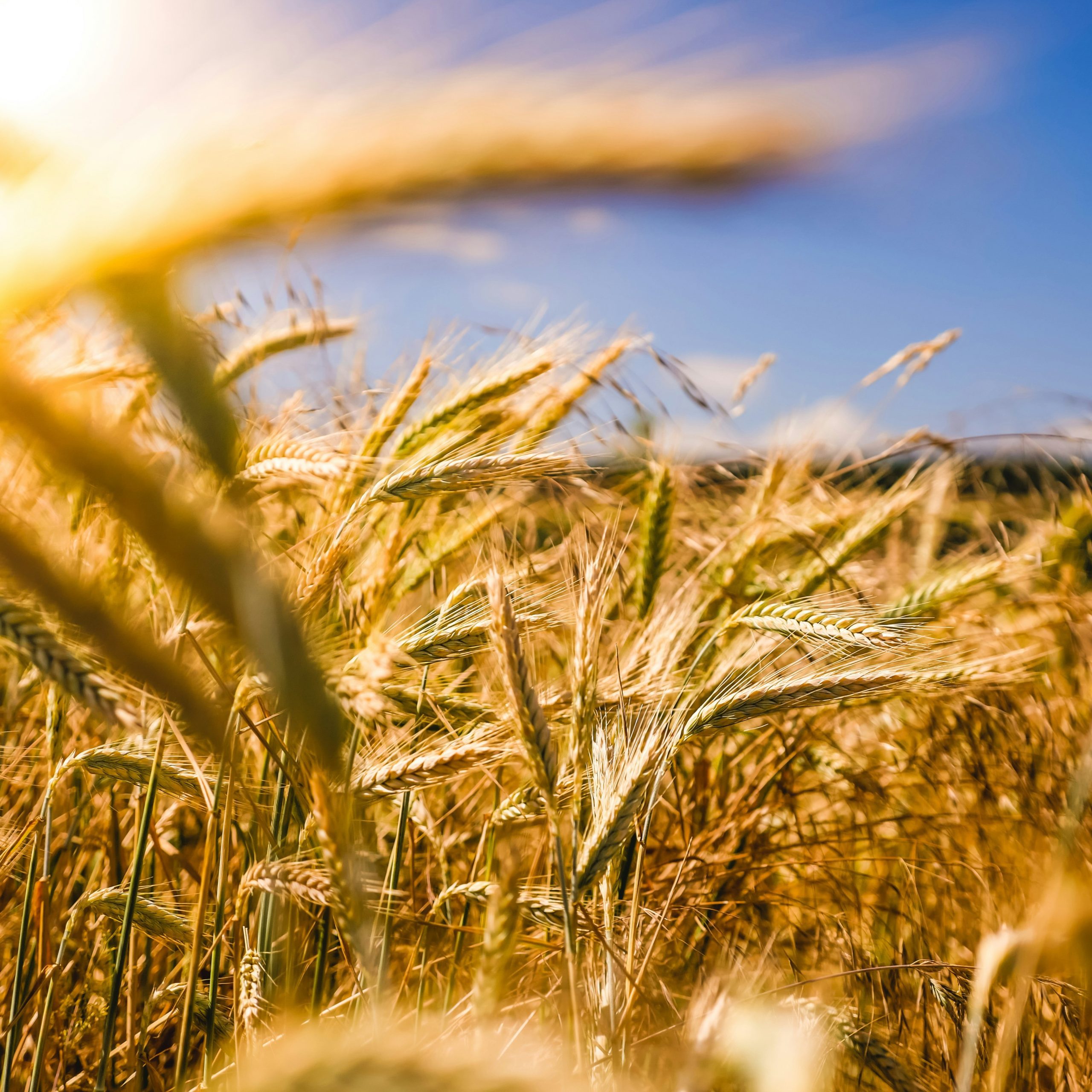 What Is Sustainable Intensification?