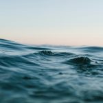 Blue Carbon Ecosystems: An Introduction