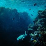 UNOC 2025: Where Does International Cooperation For Oceans Stand?