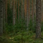 Reforestation: What Is Its Potential Impact In Mitigating the Climate Crisis